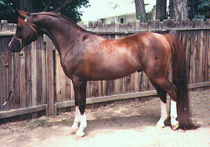An arab stallion = Medium=240 pixels Link to ponies galore